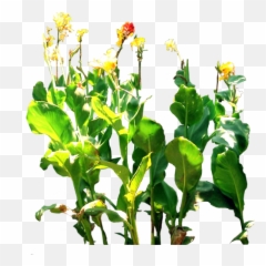 Png V46 Photos Big Img Yellow Lilies - Canna Png,Lilies Png