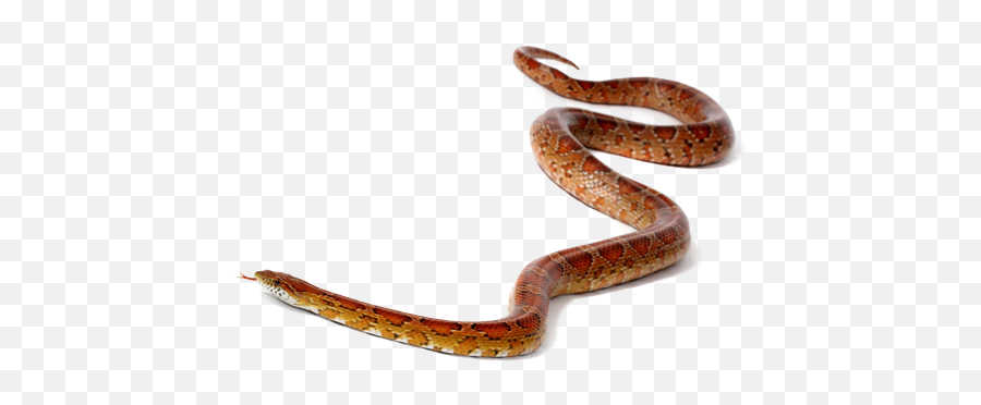 Download - Snakepngtransparentimagestransparent Snake On Floor Png,Snake Transparent Background
