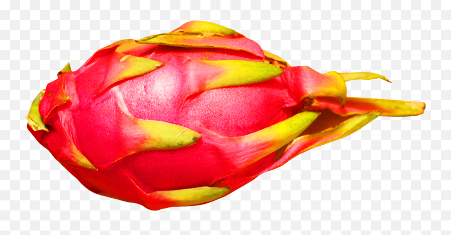 Download Dragon Fruit Png Image For Free - Dragon Fruit Transparent Background,Dragonfruit Png