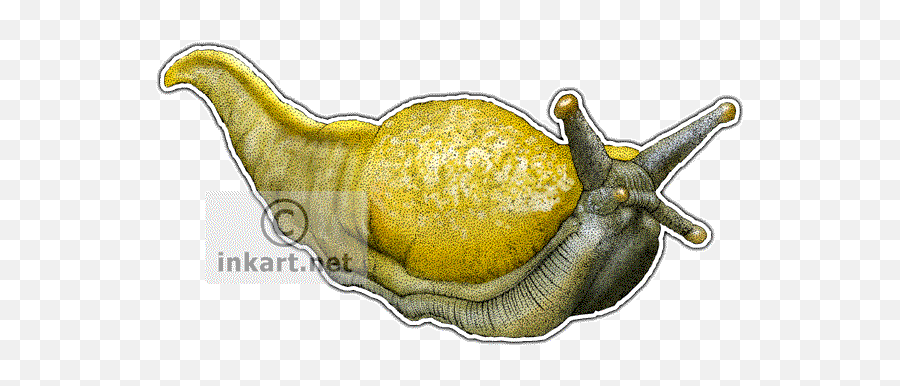 Download Hd Banana Slug Decal - Banana Slug Rectangle Magnet Drawing Png,Slug Png