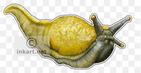 Download Hd Banana Slug Decal - Banana Slug Rectangle Magnet Drawing Png,Slug Png