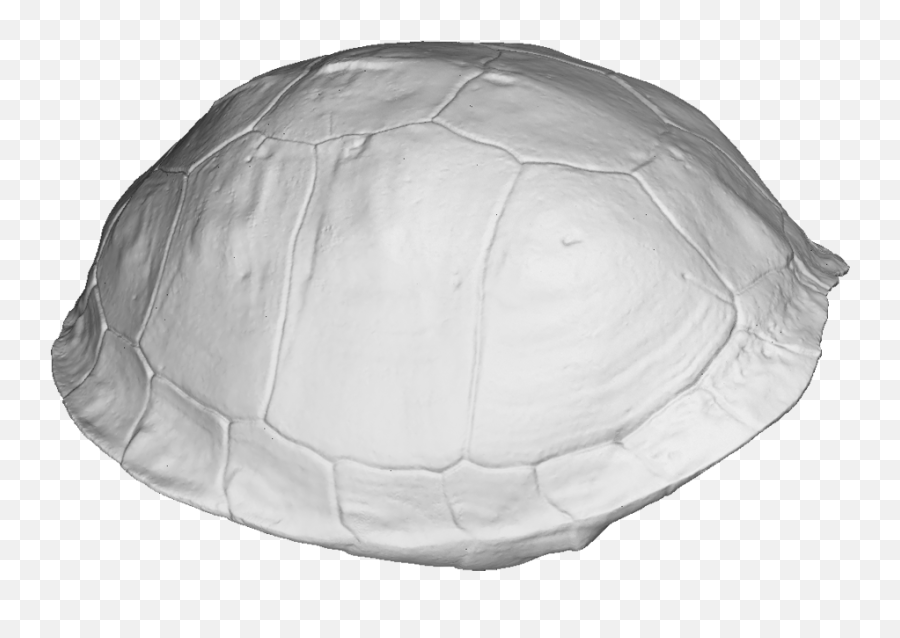 Download Turtle Shell 3d Scan - Tortoise Full Size Png Transparent Turtle Shell Png,Tortoise Png