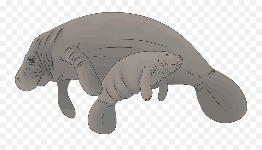 Manatee With A Cub Clipart Free Download Transparent Png - Manatíes Con Cria Animado,Manatee Png