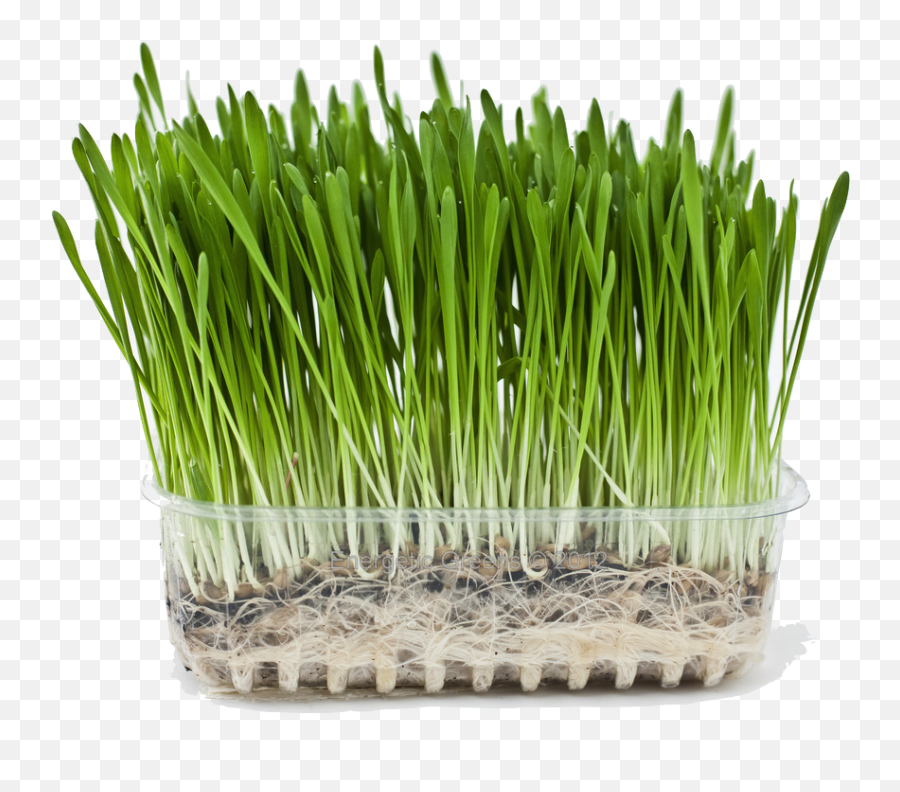 Barley Grass Png 1 Image - Barley Grass Png,Barley Png