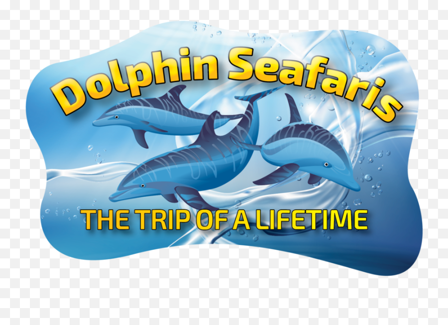 Dolphin Facts U2014 Seafaris Png Dolphins