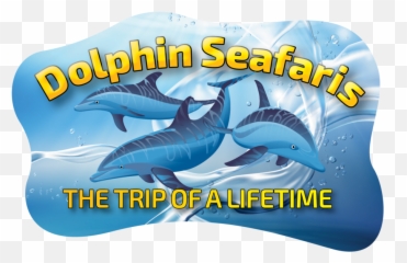 Dolphin Facts U2014 Seafaris Png Dolphins