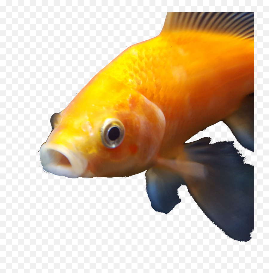 Download Hd Goldfish - Dank Goldfish Transparent Png Image Goldfish Dank,Goldfish Png