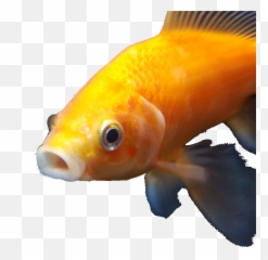 Download Hd Goldfish - Dank Transparent PNG Image