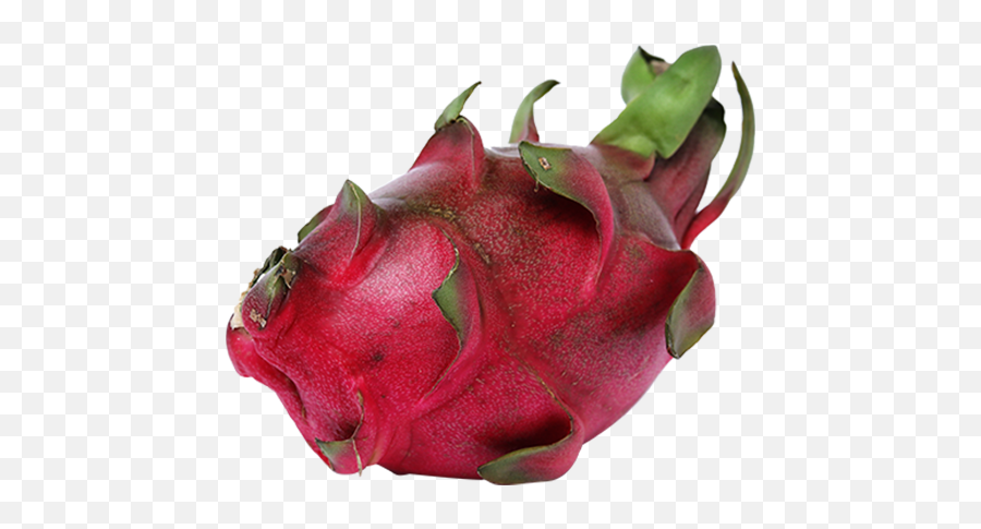 Exotic Fruits - Pitaya Transparent Cartoon Jingfm Pitaya Png,Dragon Fruit Png