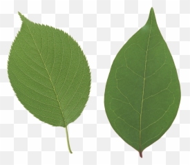 Leaf Transparent Background Png Image - Apple Tree Leaves
