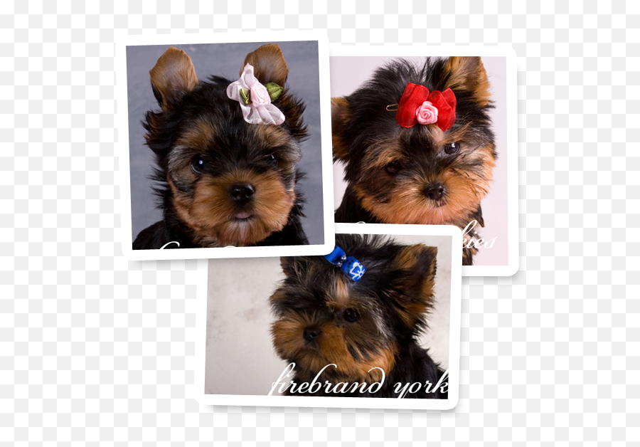 Firebrand Yorkies Yorkie Puppies - Vulnerable Native Breeds Png,Yorkie Png