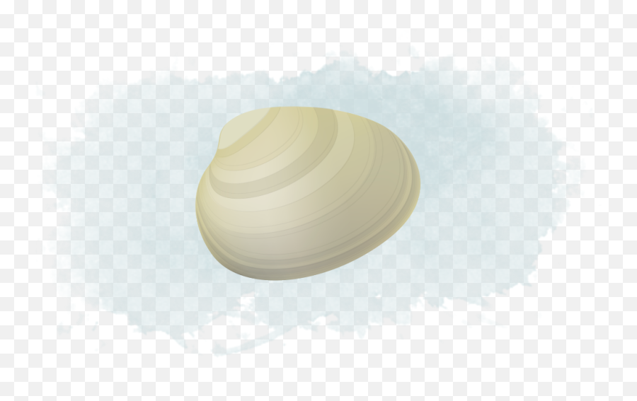 Clams Png - Baltic Macoma,Clam Png