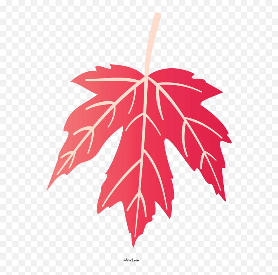 Nature Maple Leaf Symmetry For - Lovely Png,Maple Leaf Transparent