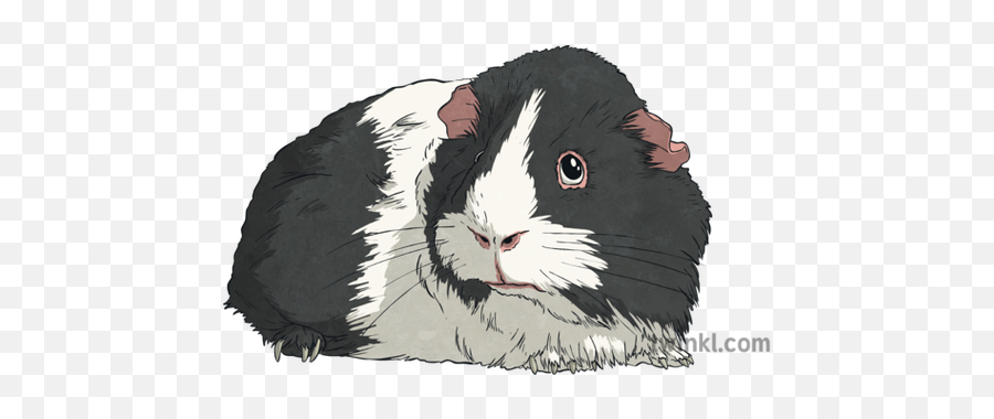 Black And White Guinea Pig Illustration - Guinea Pig Black And Whitepng Png,Guinea Pig Png