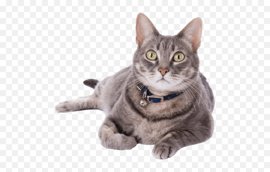 How Much Does It Cost To Adopt A Cat Adoption Fee - Cat Laying Down Png,Transparent Cat