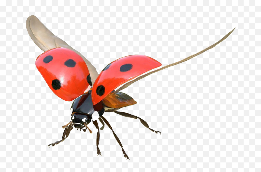 Flying Bug Transparent Images Png Play - Ladybug Flying,Bugs Png