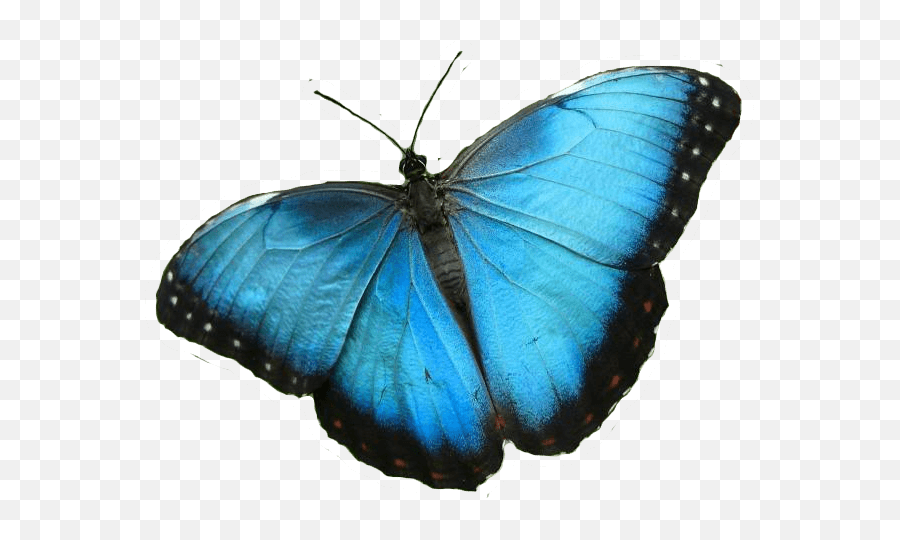 Butterflies Transparent Png Images - Blue Morpho Butterfly Transparent,Butterfly Transparent