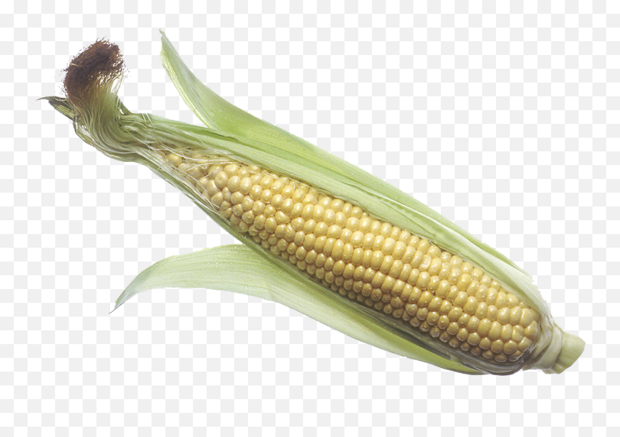 Transparent Png Images Icons And Clip Arts - Corn On The Cob Raw,Corn Transparent Background
