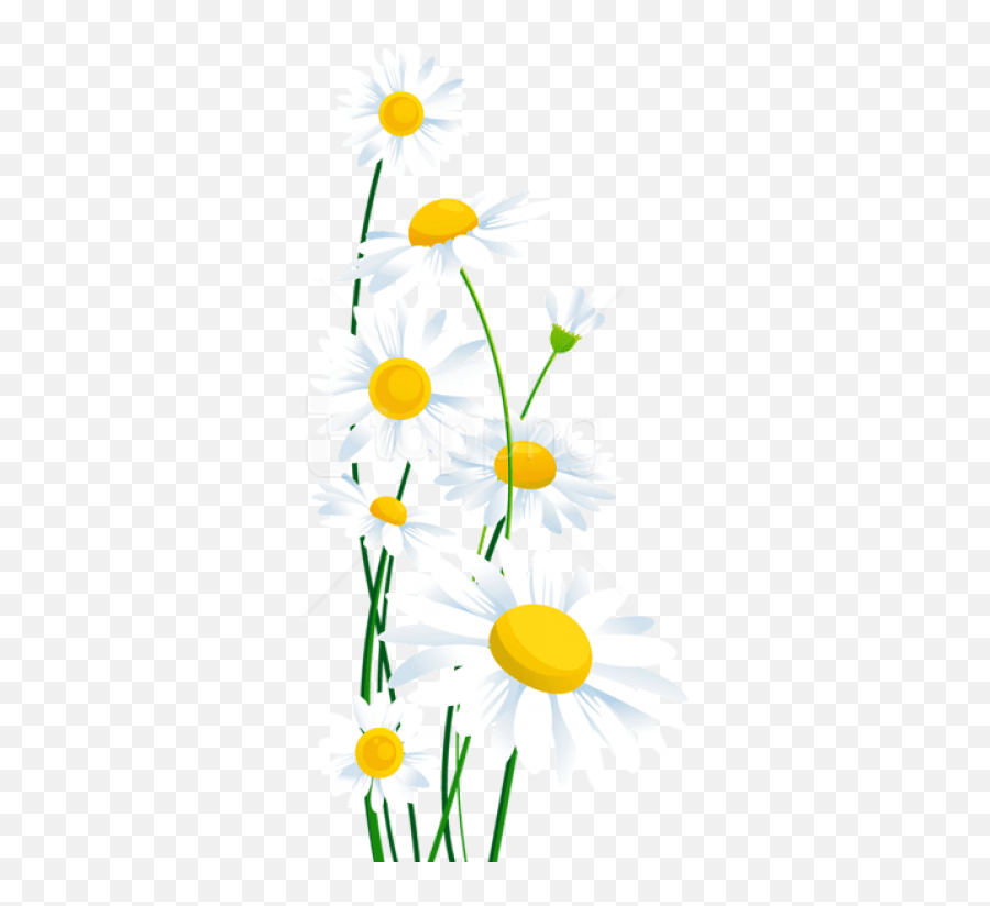Daisy Png Transparent 3 Image - Transparent Background White Daisy Flower Clipart,Daisy Png