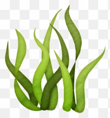 Algae Clipart Giant Kelp - Transparent Background Seaweed Clipart Png,Algae Png