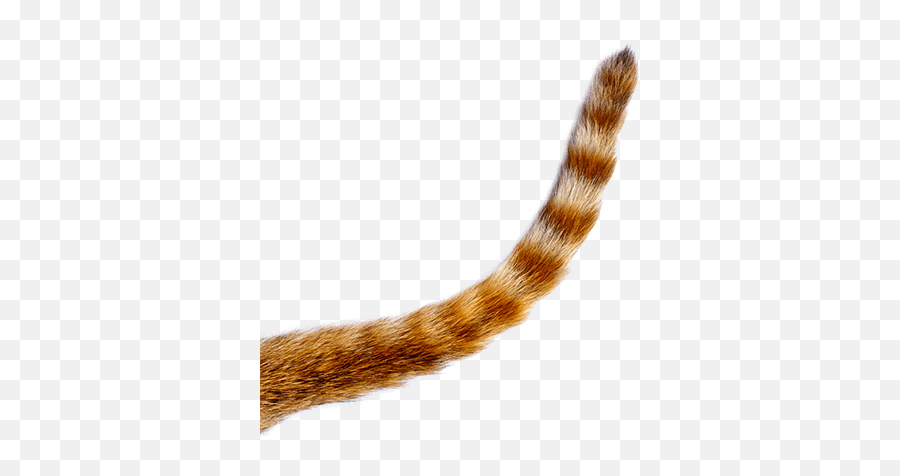 Cat Tail Png Picture 501769 - Cat Tail Png,Tails Png