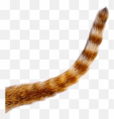 Cat Tail Png Picture 501769 - Cat Tail Png,Tails Png