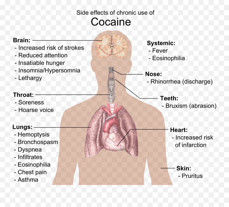 Is Sugar More Addictive Than Cocaine A Response To - Effects Of Stimulant Drugs Png,Cocaine Transparent Background