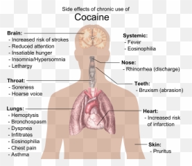 Is Sugar More Addictive Than Cocaine Response To - Effects Of Stimulant Drugs png