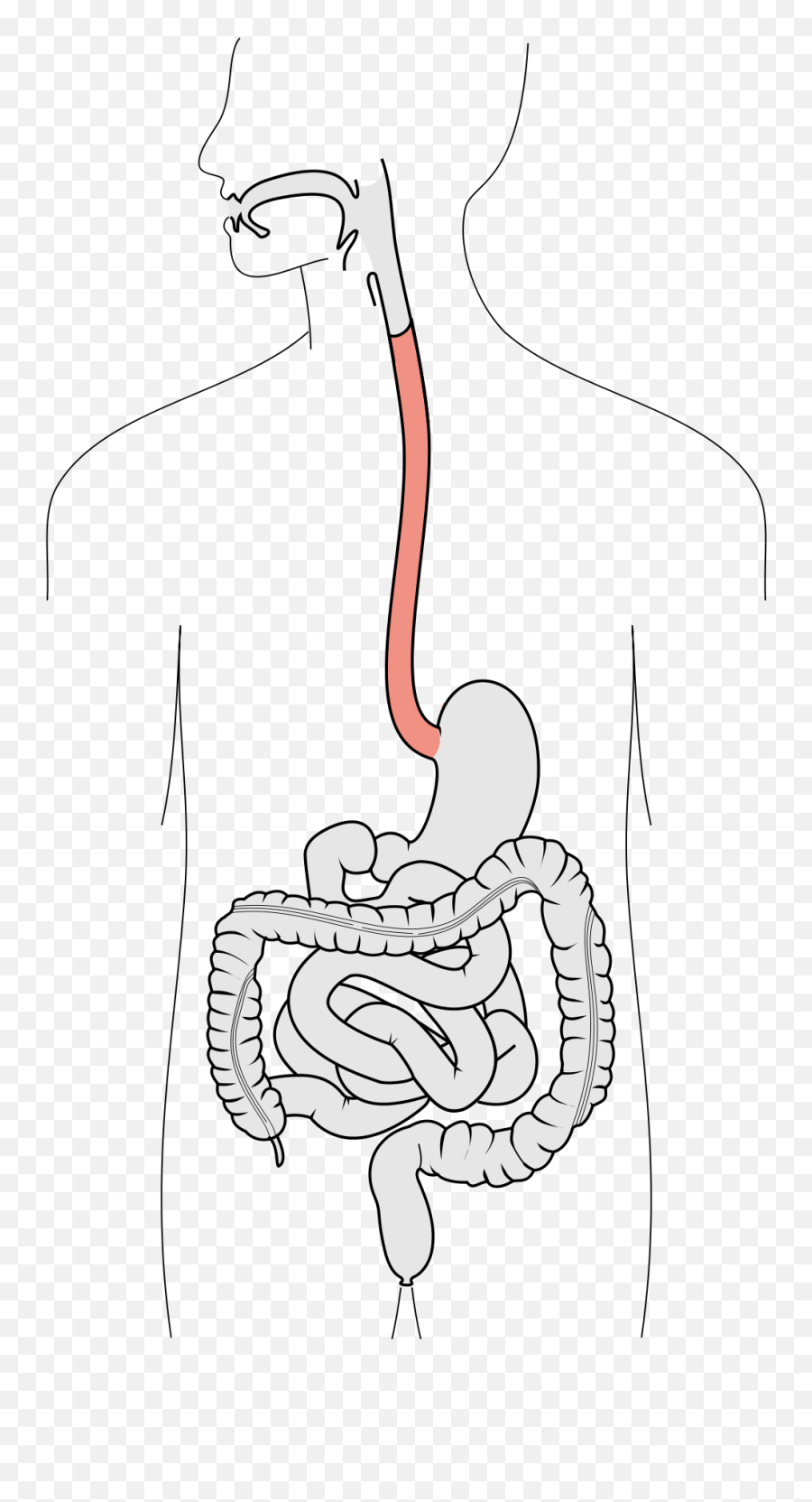 Esophagus - Wikipedia Esophagus In The Digestive System Png,Feels Bad Man Png