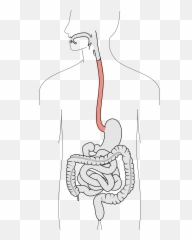 Esophagus - Wikipedia In The Digestive System png
