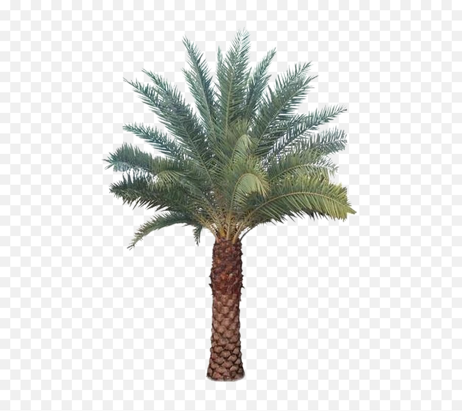Palm Tree Transparent Images - Al Saudia Tibbi Foundation Png,Palm Png