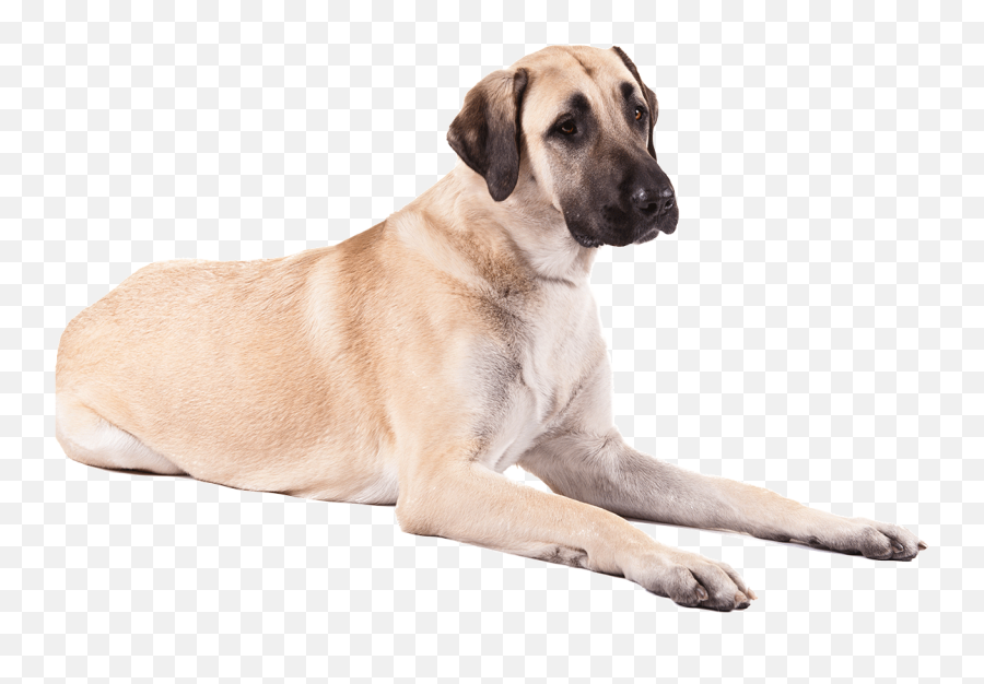 Dogs Png Image Collection Free Download - Anatolian Shepherd Dog Png,Dog Png