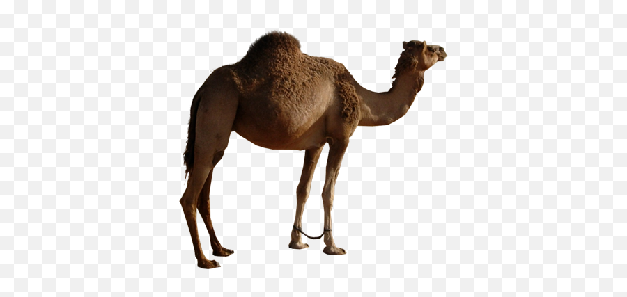 Camel Png Image Free Pictures - Camelo Jogo Do Bicho,Camel Png
