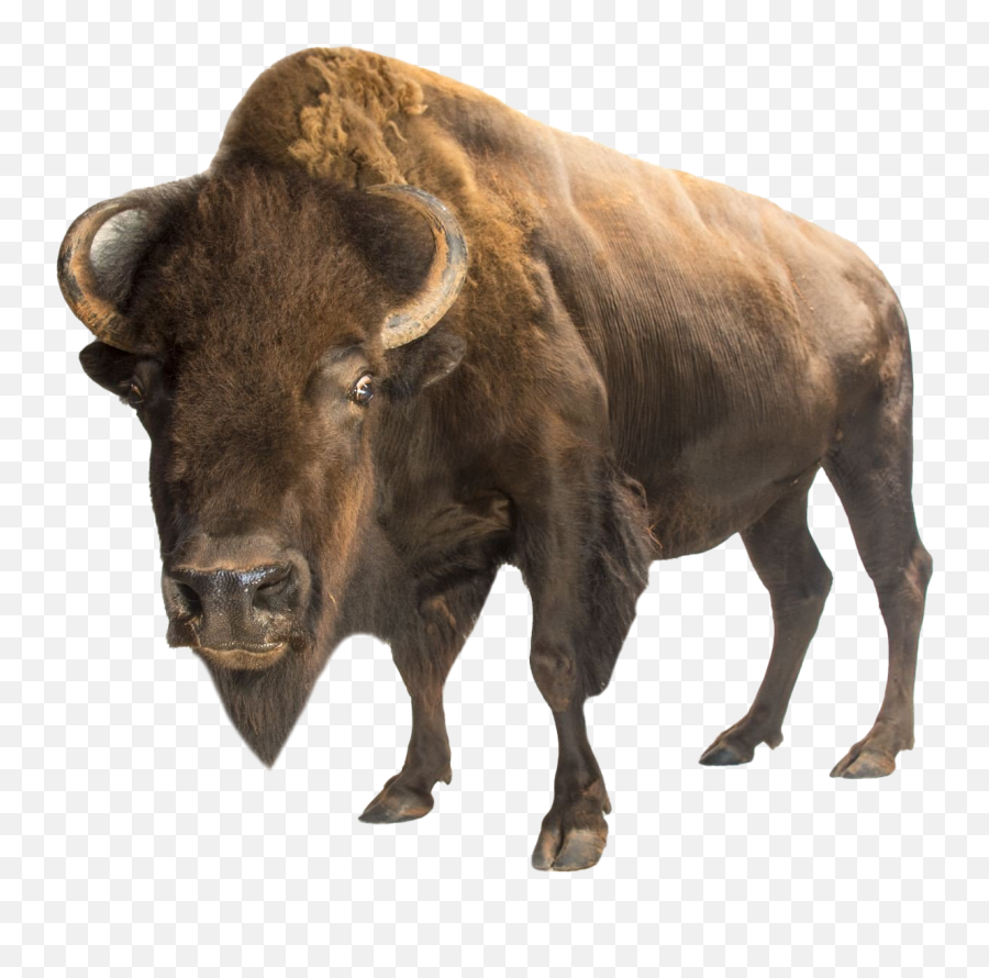 American Bison Png Photo - Bear Vs Bison,Bison Png