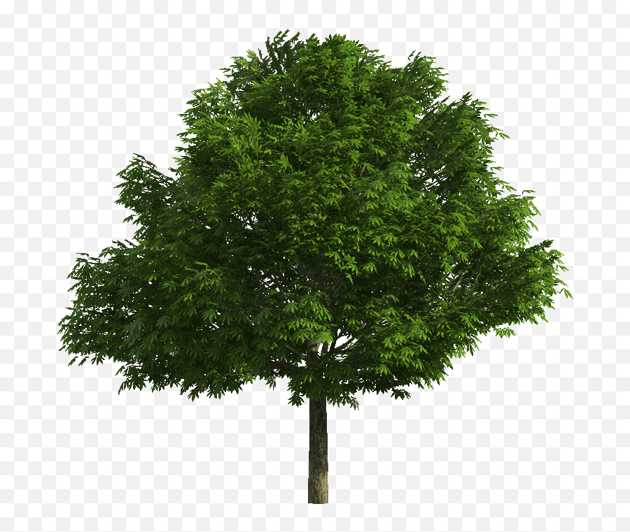Index Of B01datagraphicstexturesvegetation - Realistic Tree Tree Png,Vegetation Png