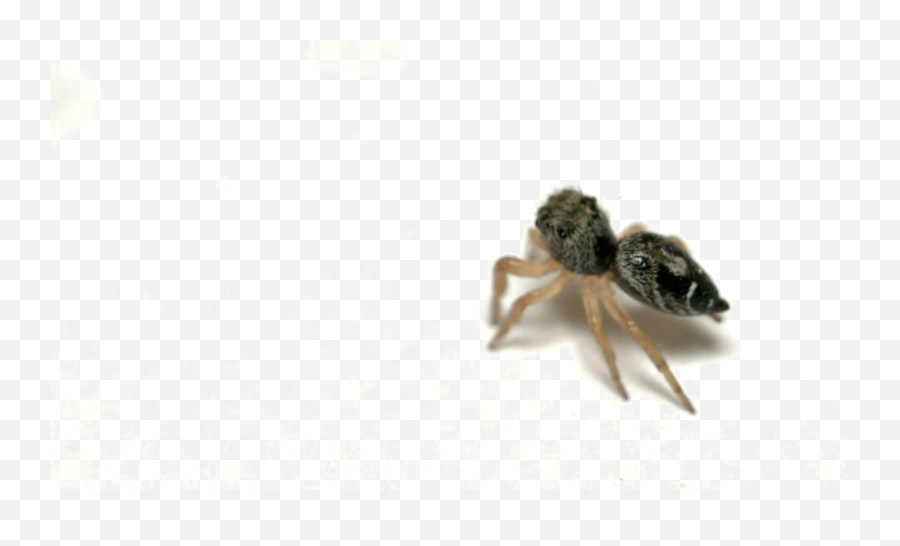 Jumping Spider Png Picture Arts - Ant,Spider Png