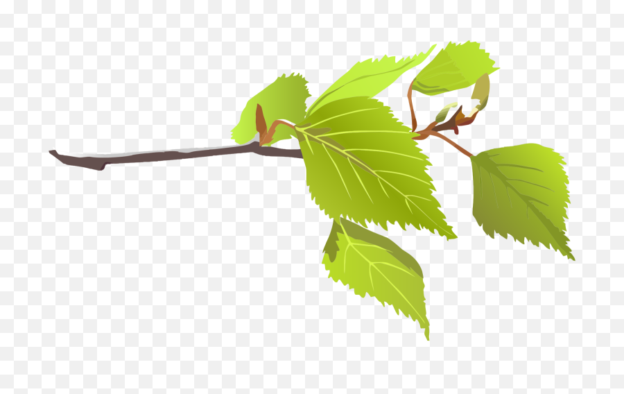 Download Leaf Branch Png - Branch With Leaf Png,Leaves Clipart Png