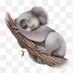 Png Koala - Koala Png,Koala Transparent