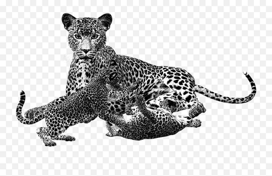 Jaguar Clipart Leopard Spot Picture 1428273 - Cheetah Cub Png,Cheetah Png