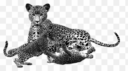 Jaguar Clipart Leopard Spot Picture 1428273 - Cheetah Cub Png,Cheetah Png