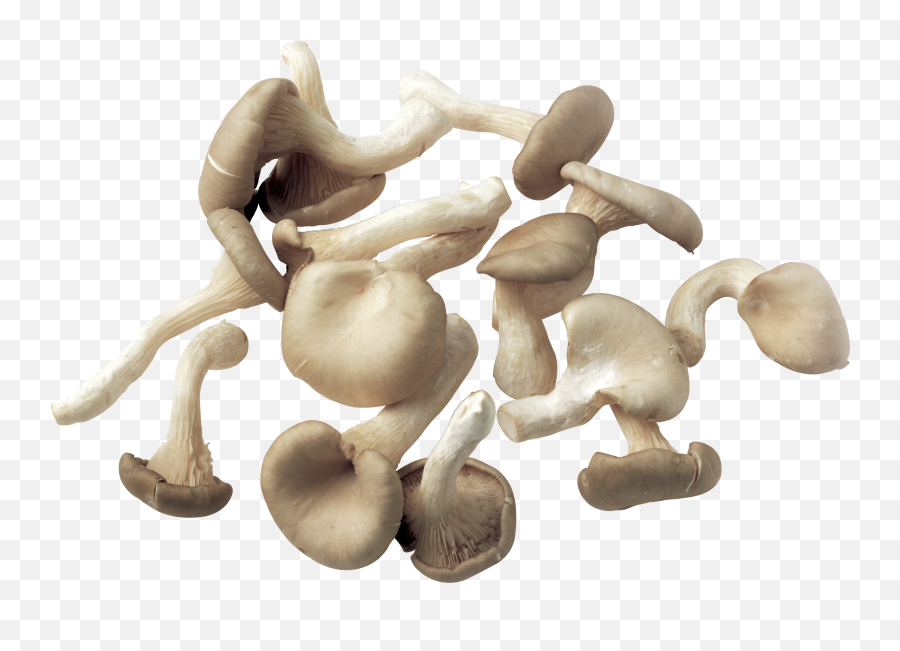 Download Mushroom Png Image For Free - Mushroom Transparent,Mushroom Transparent Background