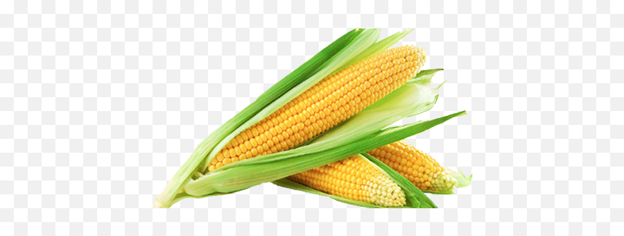 Sweet Corn Png Image - Transparent Background Corn Png,Corn Cob Png