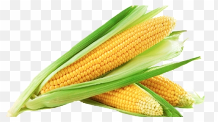 Sweet Corn Png Image - Transparent Background Corn Png,Corn Cob Png