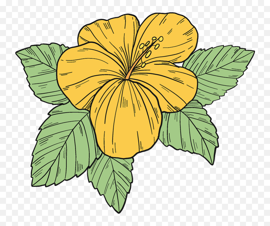 Yellow Hibiscus Flower Clipart Free Download Transparent - Hawaiian Hibiscus Png,Hibiscus Png