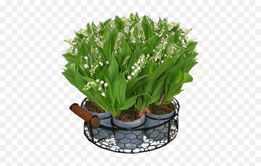 Download Lilyvalley - Lily Of The Valley Full Size Png Muguet Dans Les Bois,Lily Of The Valley Png