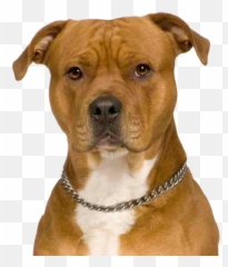 Perro Pitbull Png Image - Pitbull X Staffy Tan,Pitbull Png