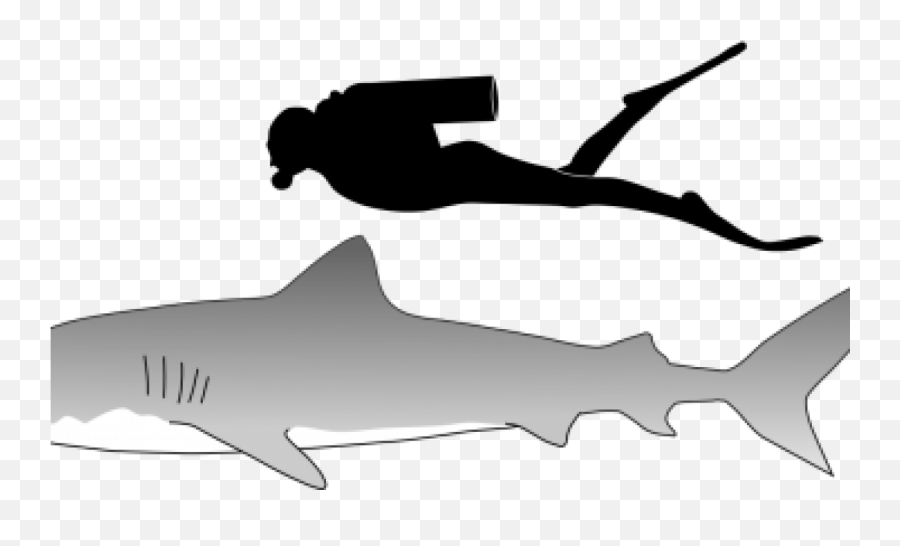 Download Tiger Sharks Png Transparent - Uokplrs Dolphin Vs Shark Differences,Shark Transparent