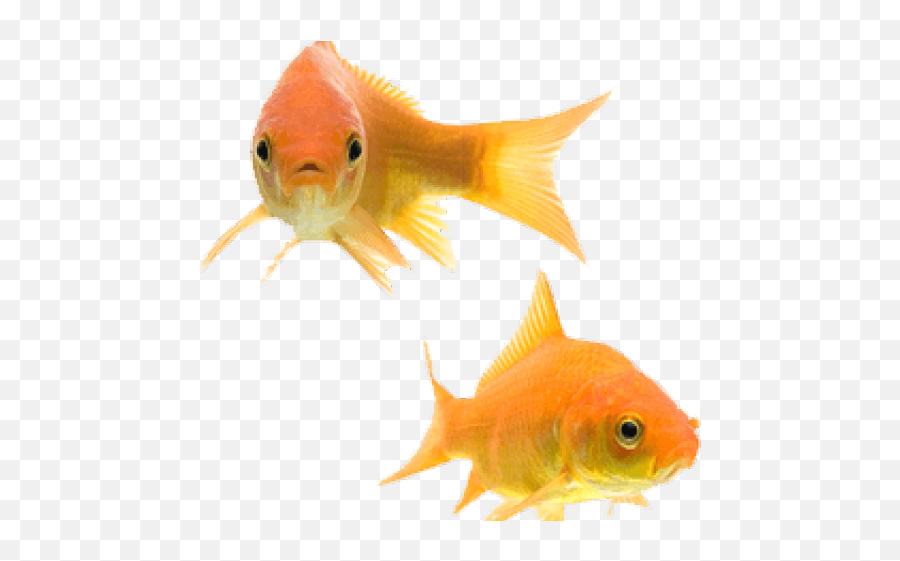 Download Two Goldfish Hd Png - Uokplrs Gold Fishes Png,Goldfish Png