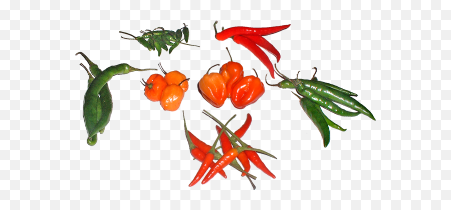 Download Hd All Peppers Used In This Experiment - Types Of Types Of Hot Peppers Png,Hot Pepper Png