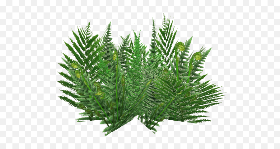 Download Ground Ferns 5 - Monarch Fern Png Image With No Vertical,Ferns Png